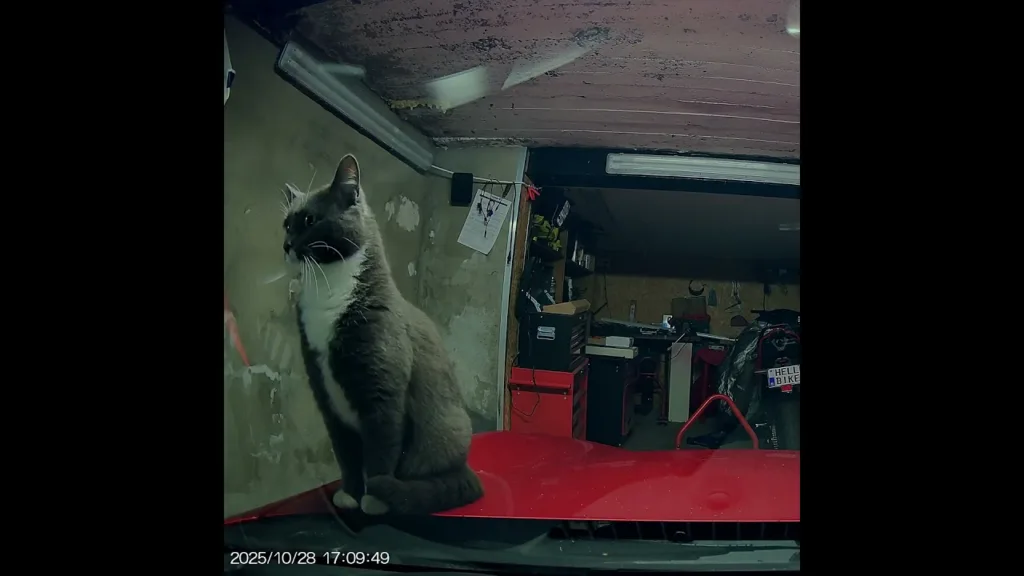 Les Chats Découvrent des Secrets Cachés dans les Sous-Sols