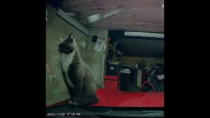 Les Chats Découvrent des Secrets Cachés dans les Sous-Sols