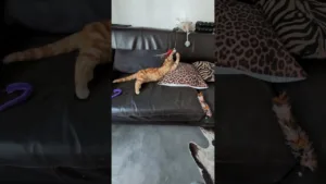Ce chaton va vous faire rire ! 🤣