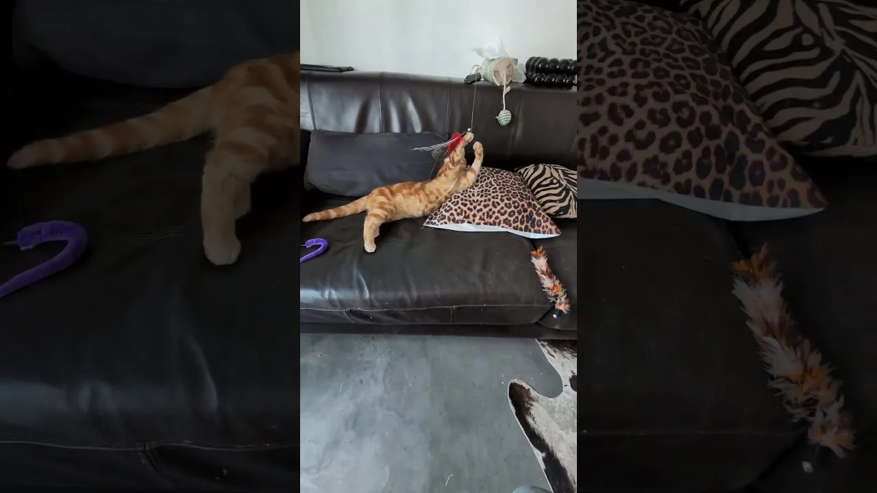 Ce chaton va vous faire rire ! 🤣