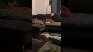 Regardez le CINEMA de ce chaton ! 🤣