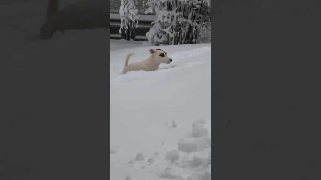Mais ou est caché ma balle ? ☃️