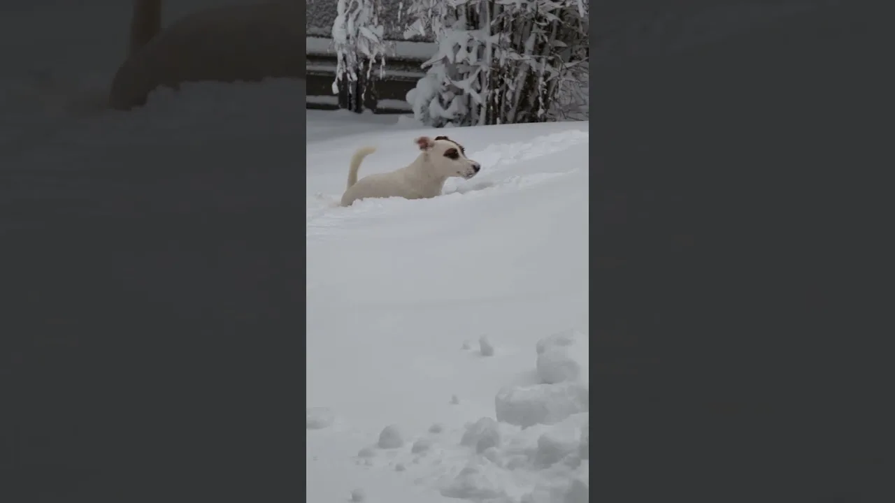 Mais ou est caché ma balle ? ☃️