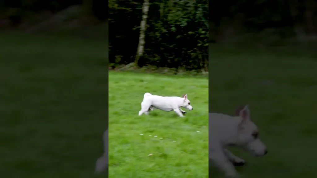 Il ne s'ARRÊTE JAMAIS de courir #shorts #dog #énergie