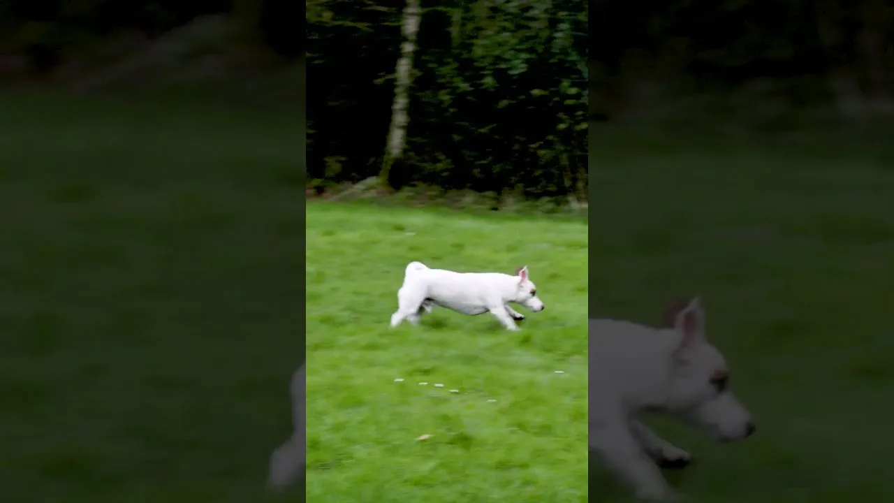Il ne s'ARRÊTE JAMAIS de courir #shorts #dog #énergie
