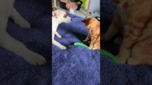 Un chaton vole la vedette au Chien !