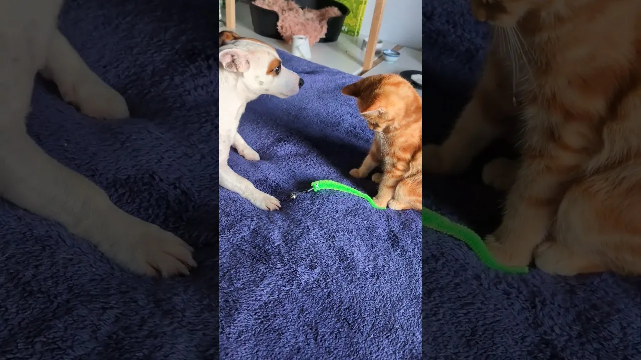 Un chaton vole la vedette au Chien !