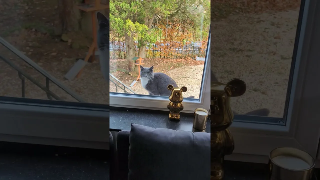 Le Secret des Chats Révélé par un Expert !