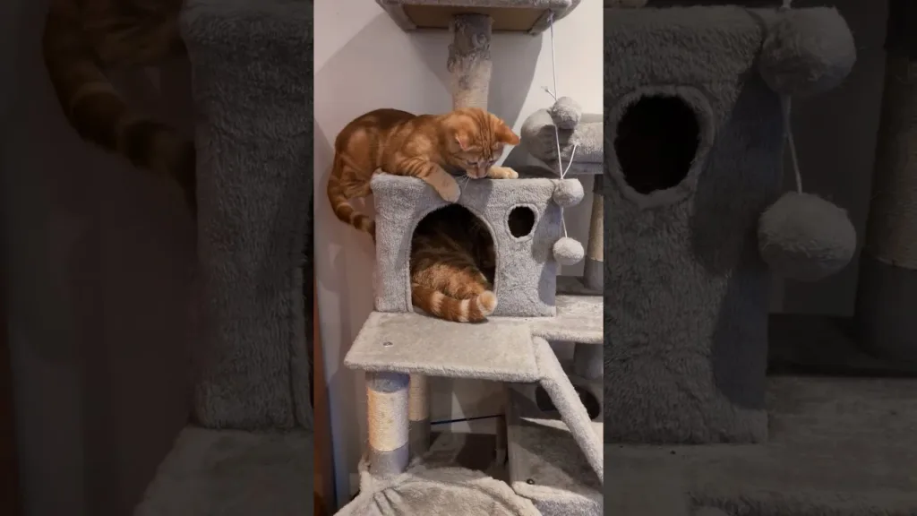 pas moyen de dormir avec ce chaton roux! 🤣