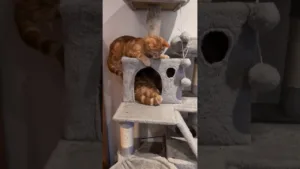 pas moyen de dormir avec ce chaton roux! 🤣