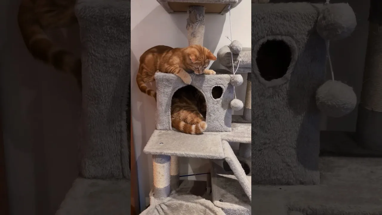 pas moyen de dormir avec ce chaton roux! 🤣