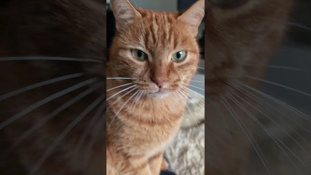 Tu ne croiras jamais ce que ce chat prépare !
