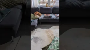 Ce chaton roux est fou avec sa souris! 🤣