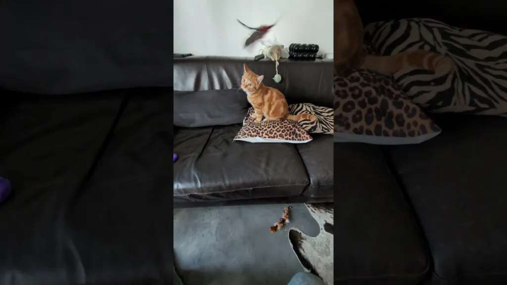 Can This Cat Catch the Feather Toy?