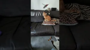 Can This Cat Catch the Feather Toy?