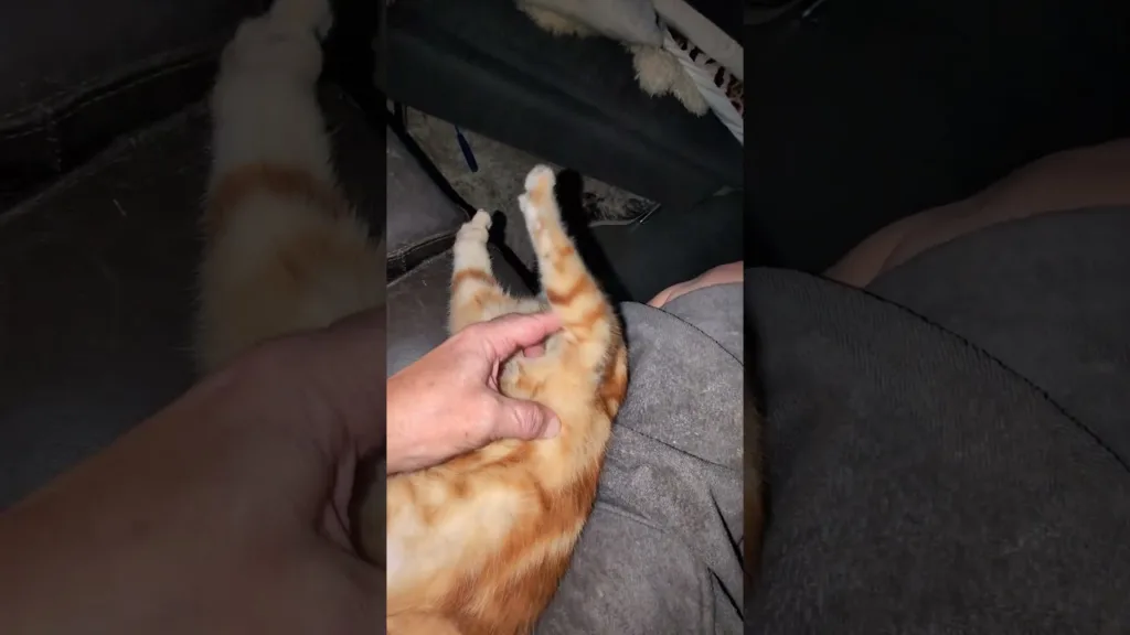 il adore les câlins ce beau chaton roux😻