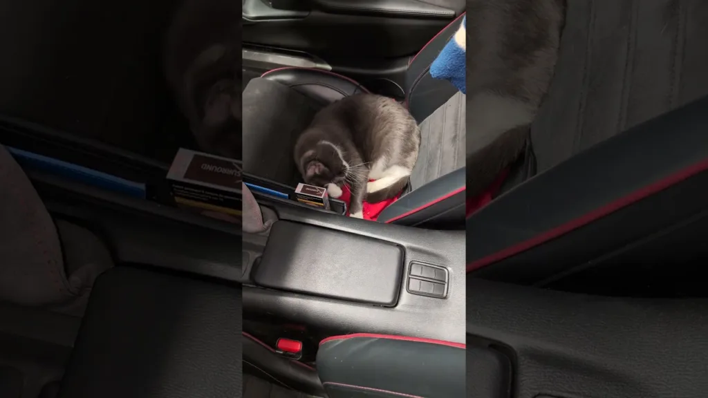 Quand ton chat refuse de quitter ta voiture 🤣 #miata #chat #drôle