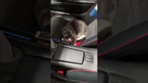 Quand ton chat refuse de quitter ta voiture 🤣 #miata #chat #drôle