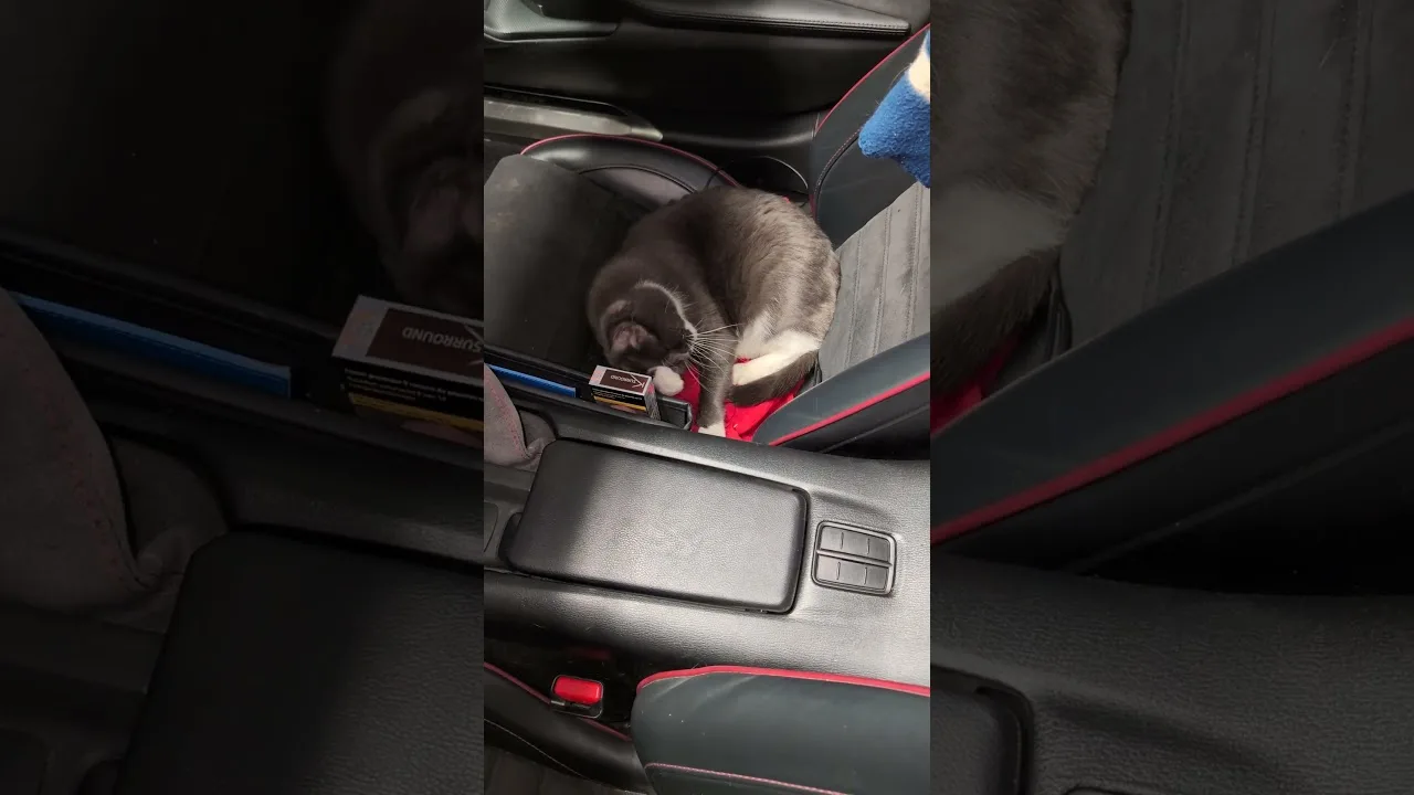Quand ton chat refuse de quitter ta voiture 🤣 #miata #chat #drôle
