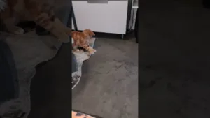 Ce chaton roux va vous faire rire ! 🤣
