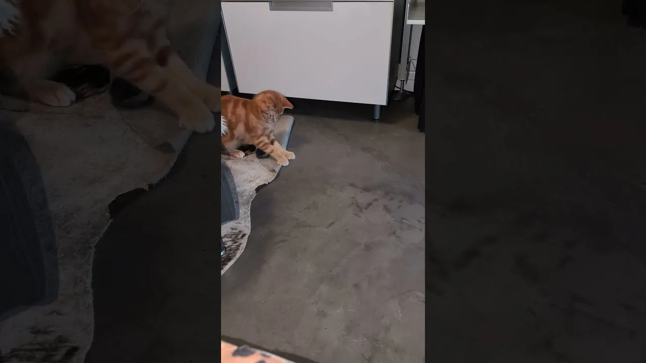 Ce chaton roux va vous faire rire ! 🤣
