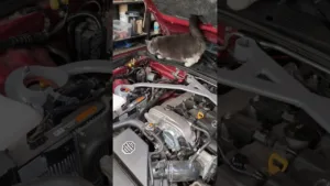 Le Moteur Protégé le meilleur piège à RATS pour ma MX-5 😹 #rodentcontrol #carcare