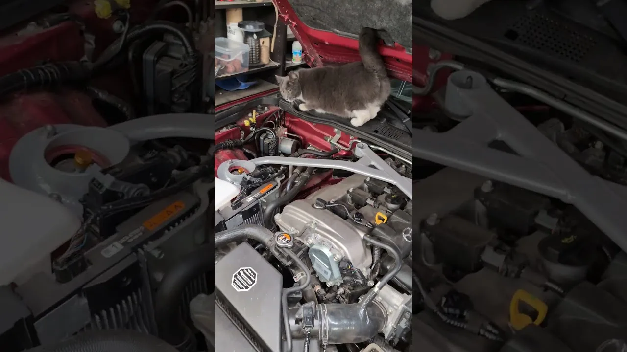 Le Moteur Protégé le meilleur piège à RATS pour ma MX-5 😹 #rodentcontrol #carcare