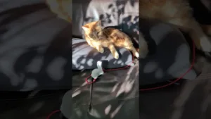 Ce Chaton est le King of de divan ! 🤣