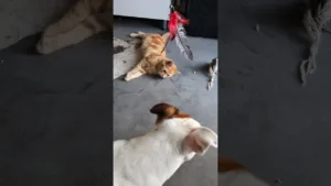 Regardez ce chaton et ce chien! 😻