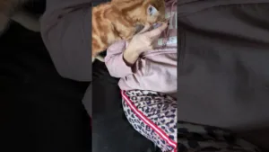 Pas facile de manger avec ce chaton ! 🤣