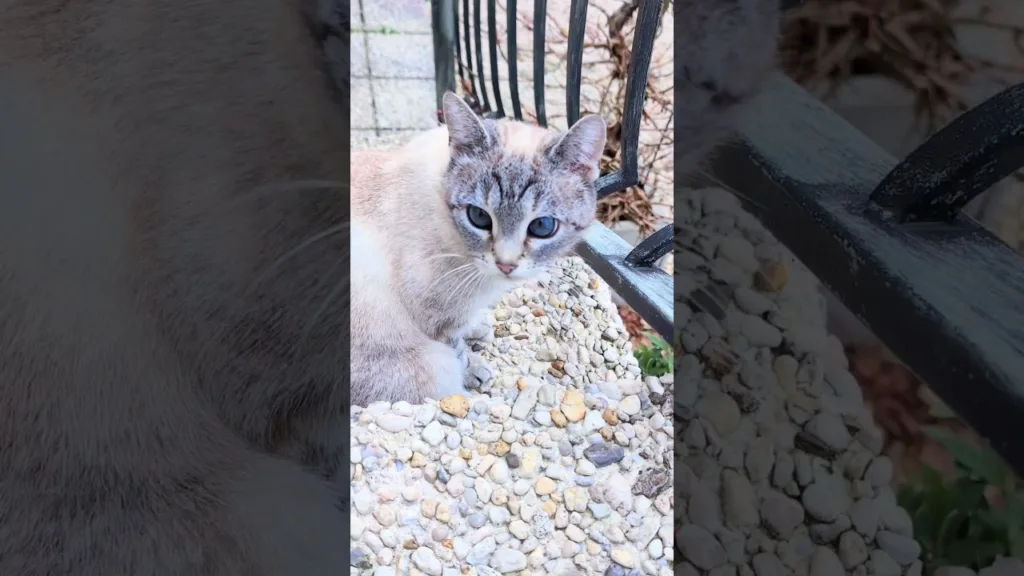 Regardez ce chat aux yeux magnifiques sauvé de l'abandon !