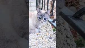 Regardez ce chat aux yeux magnifiques sauvé de l'abandon !