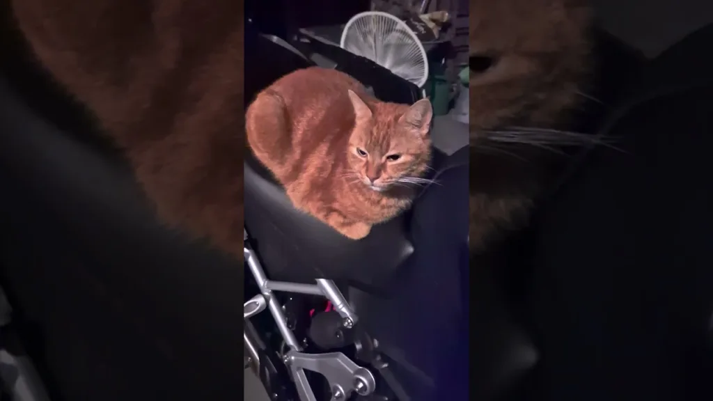 Pourquoi ce chat est-il sur ma moto ? 🤔