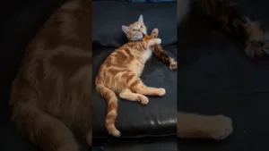 Regarde ce chaton jouer comme un pro !