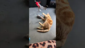 Un chaton dresse son dompteur ! 🤣