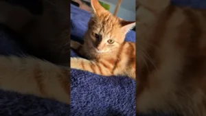 Impossible de ne pas craquer devant ce chaton #chat #amour