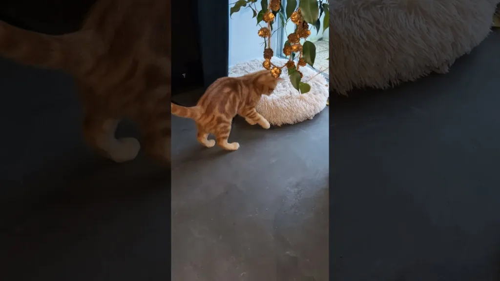 Ce chaton roux est fou avec sa souris! 🤣