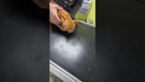 Visite chez le Véto pour Léon le chaton !