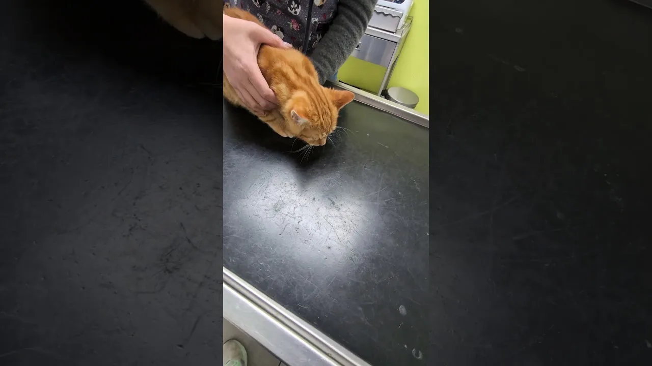 Visite chez le Véto pour Léon le chaton !
