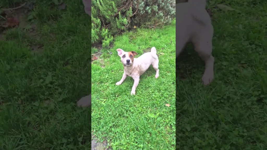 Le Jack Russell JOUE dans la boue !