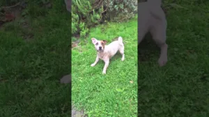 Le Jack Russell JOUE dans la boue !