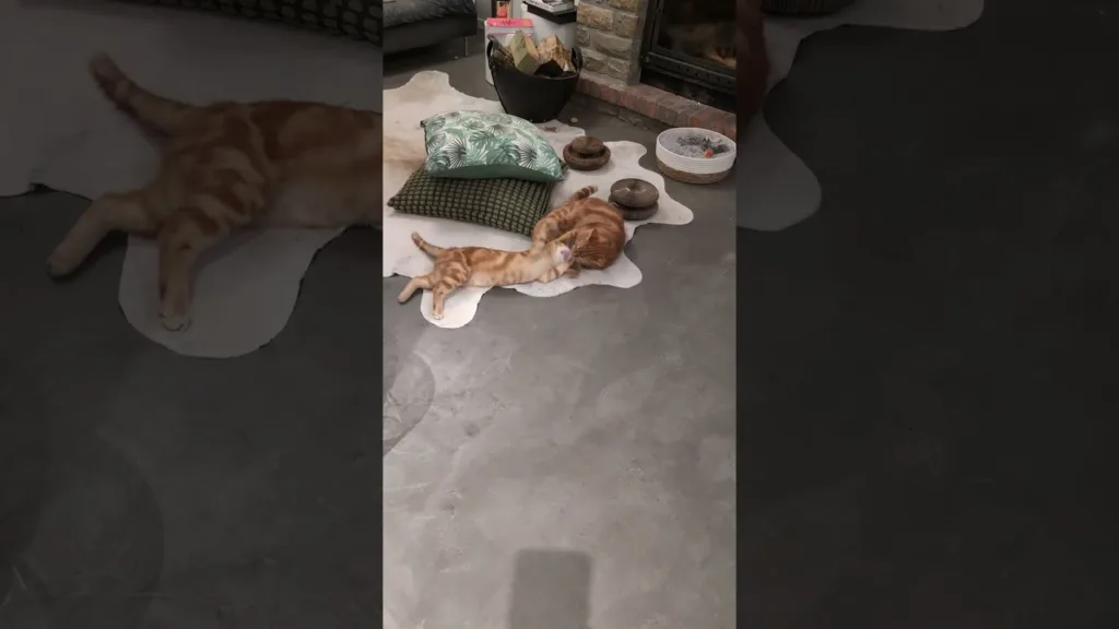 Regardez ce chat roux jouer avec ce chaton roux!