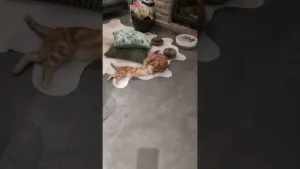 Regardez ce chat roux jouer avec ce chaton roux!