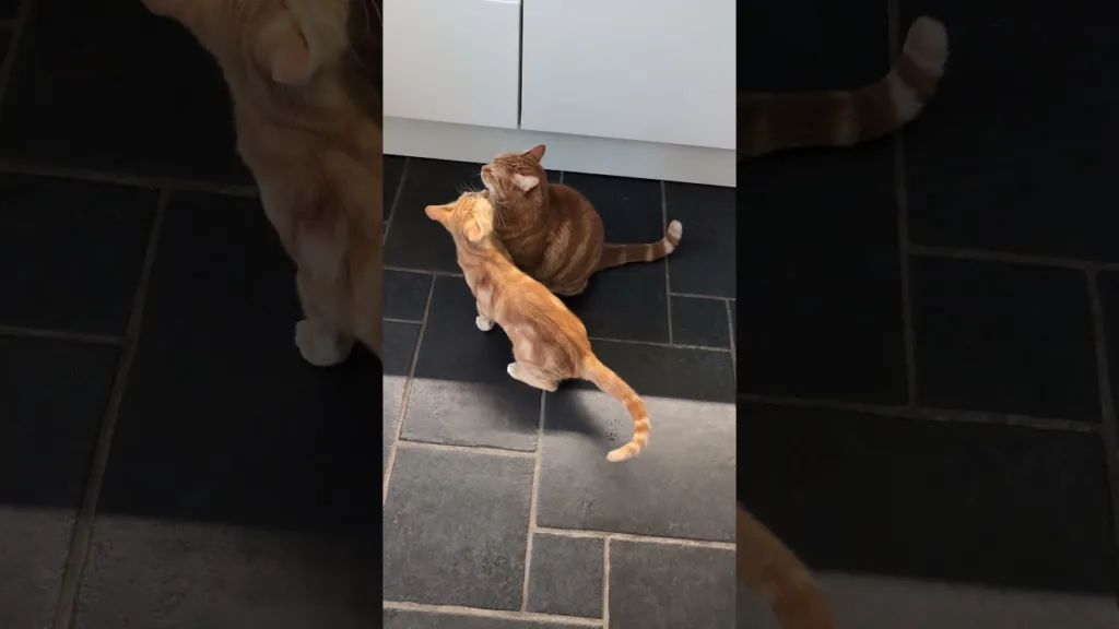 Quand un chaton rencontre son Tonton chat 💕 #kitten #cats #adorable