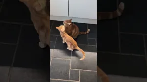 Quand un chaton rencontre son Tonton chat 💕 #kitten #cats #adorable