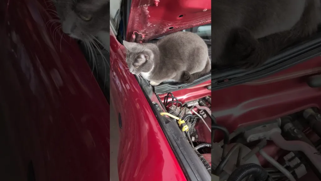 Quand votre chat veut vous aider avec la voiture 🐱 #catsofshorts #humor