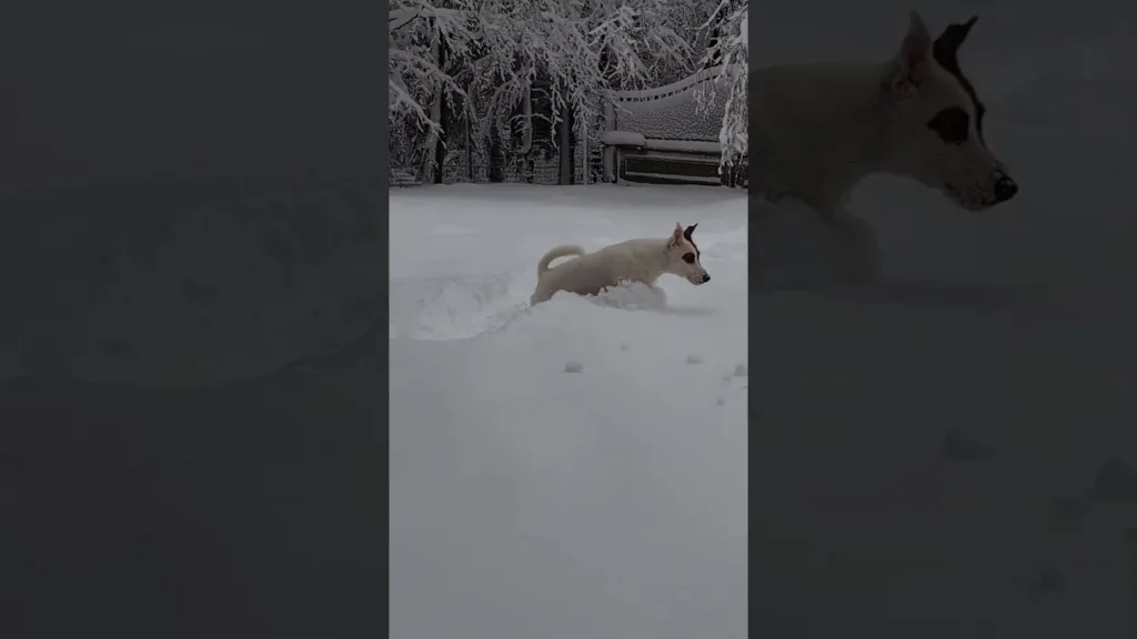 Un chien perdu dans la neige fraiche