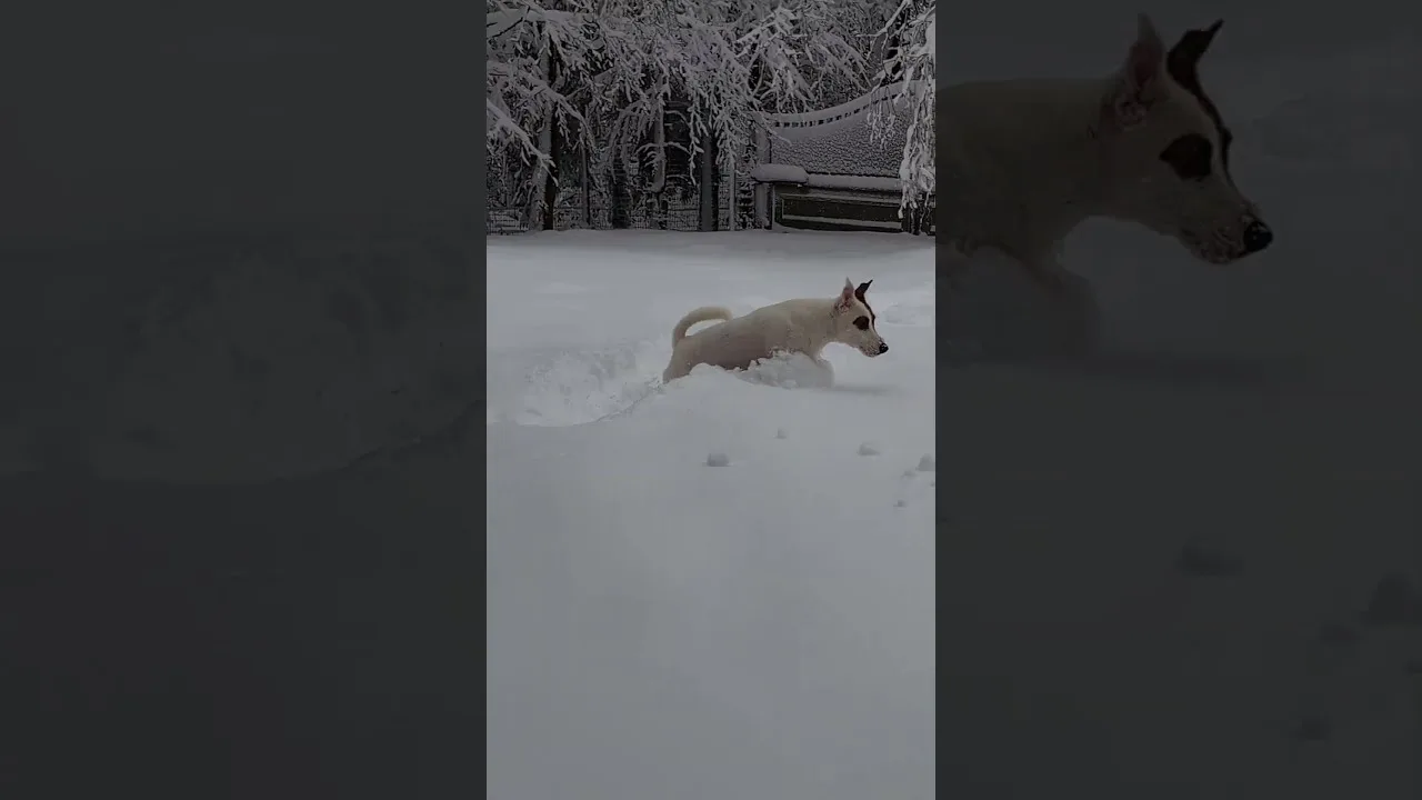 Un chien perdu dans la neige fraiche