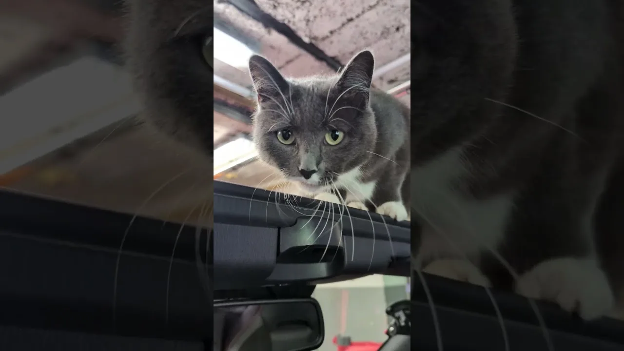 What Is This Cat Doing Up There?