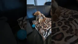 Ce chaton découvre son jouet préféré !